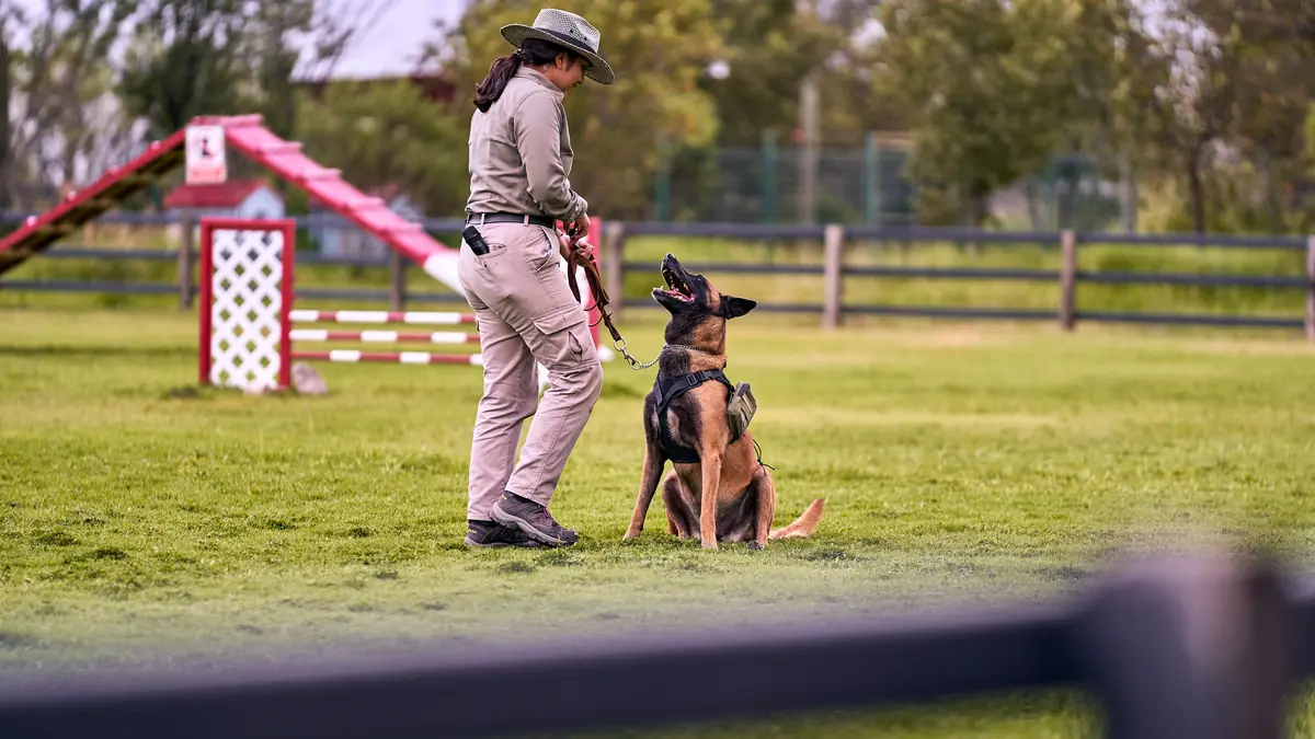 Rotina de Exercícios para Cães