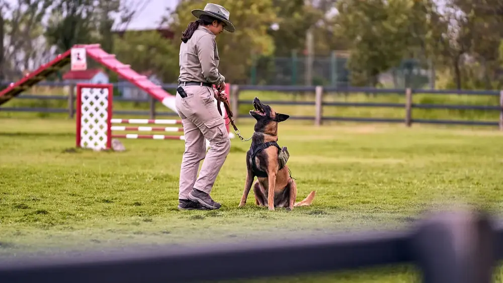 Rotina de Exercícios para Cães