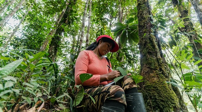 Colômbia aposta na economia florestal para dar salto na ambição climática