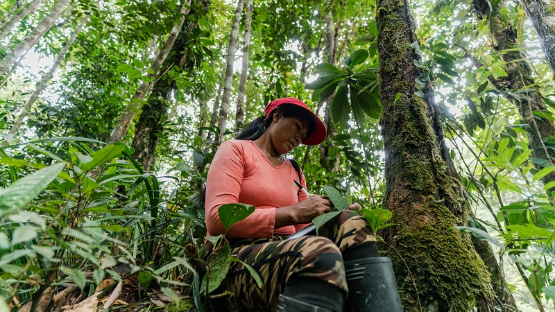 Colômbia aposta na economia florestal para dar salto na ambição climática