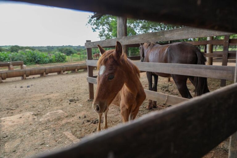 Apreensões de animais triplicam no DF