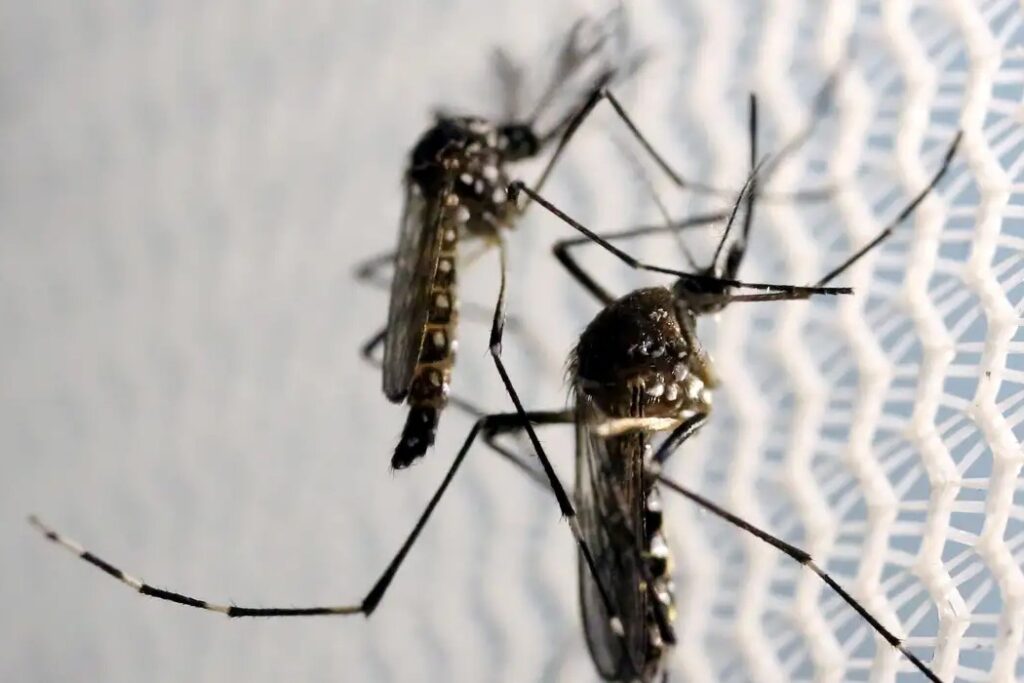 Butantan recebe autorização para produzir vacina chikungunya