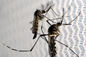 Butantan recebe autorização para produzir vacina chikungunya